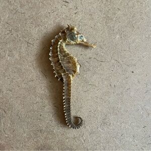 VTG TAXIDERMY SEA HORSE SKELETON NATURAL SPECIMEN 3 INCH HIPPOCAMPUS ERECTUS XLT